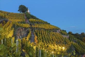 Autumnal evening mood at the Wackerbarth Castle Winery