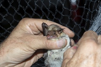 Greater mouse-eared bat (Myotis myotis) is released from the trapping net and ringed and after