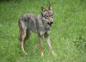 Gray wolf (Canis lupus) licking its mouth, captive, Germany, Europe