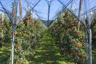 Apple orchard with apples ripe for harvesting and hail protection net, Bodman-Ludwigshafen,