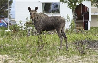 Elk (Alces alces) young bull in the front garden of a house in Lofoten, Northern Norway, Norway,