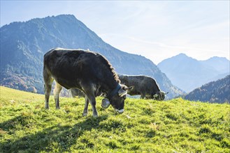 Allgäuer Braunvieh (Bos primigenius taurus), Allgäu, Bavaria, Germany, Europe