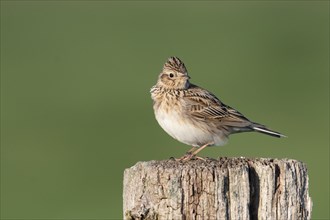 Eurasian skylark (Alauda arvensis), adult, adult bird, sitting on fence post, Dümmerniederung,