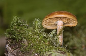 Decorated girdlefoot (Cortinarius armillatus), Valais, Switzerland, Europe