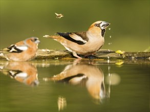 Hawfinch (Coccothraustes coccothraustes), drinking in shallow water, a honeybee flies by, Kiskunság