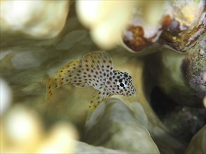 Juvenile leopard cusk tusk (Exallias brevis), dive site House Reef, Mangrove Bay, El Quesir, Red