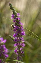 Bee (Apis) on a flower of purple loosestrife (Lythrum salicaria), Bavaria, Germany, Europe