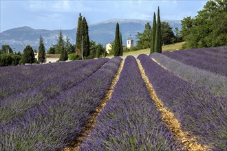 Lavender field, flowering true lavender (Lavandula angustifolia), Roumoules, Plateau de Valensole,