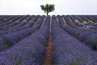 Tree in a lavender field, flowering true lavender (Lavandula angustifolia), near Valensole,