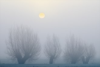 Pale sun over pollarded willows with fog, Lower Rhine, North Rhine-Westphalia, Germany, Europe