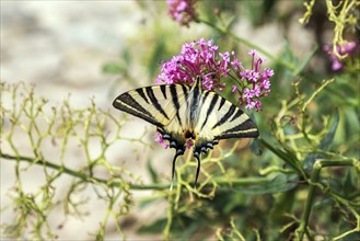 Scarce swallowtail (Iphiclides podalirius), Provence, France, Europe