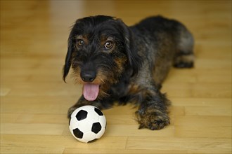 Domestic dog (Canis lupus familiaris) puppy, male, one year old, playing with small football on