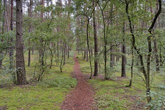 Hiking trail leads through a coniferous forest, pines (Pinus), Südheide nature park Park, Lüneburg