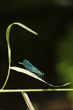 Dragonfly on blade of grass, beautiful demoiselle (Calopteryx virgo), Garstedt, Lower Saxony,