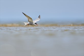 Elegant tern (Thalasseus elegans) flying in the sky above the sea, hunting, ebro delta, Catalonia,