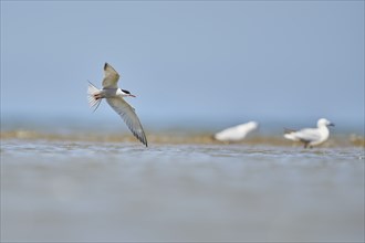 Elegant tern (Thalasseus elegans) flying in the sky above the sea, hunting, ebro delta, Catalonia,