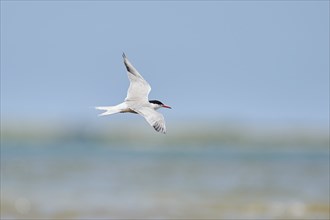 Elegant tern (Thalasseus elegans) flying in the sky above the sea, hunting, ebro delta, Catalonia,