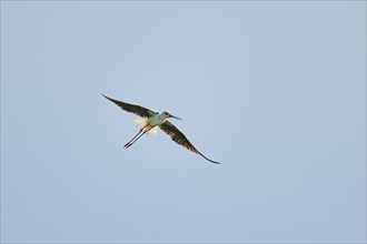 Black-winged stilt (Himantopus himantopus) flying in the sky, ebro delta, Catalonia, Spain, Europe