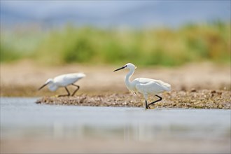 Little egret (Egretta garzetta) walking at the shore, hunting, sea, ebro delta, Catalonia, Spain,