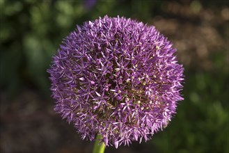 Ornamental garlic flower (Allium), Bavaria, Germany, Europe