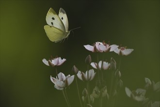 Small white (Pieris rapae) approaching flowering rush (Butomus umbellatus), Hesse, Germany, Europe