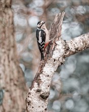 Great spotted woodpecker (Dendrocopos major), left hanging from a thick light branch, looking to