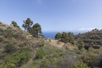 North coast, Las Tricias, La Palma Island, Spain, Europe