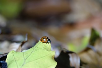 Ladybirds in autumn, Germany, Europe