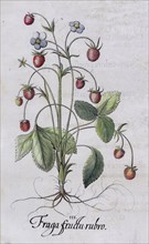 Woodland strawberry (Fragaria vesca), hand-coloured copperplate engraving by Basilius Besler, from