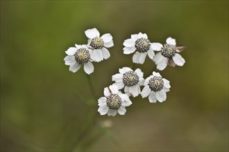 Marsh yarrow (Achillea ptarmica), Emsland, Lower Saxony, Germany, Europe