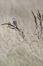 Red-backed Shrike (Lanius collurio), Emsland, Lower Saxony, Germany, Europe