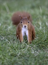 European squirrel (Sciurus vulgaris), meadow, Stuttgart, Baden-Württemberg, Germany, Europe