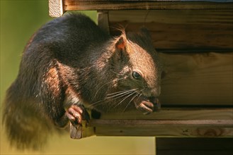 Eurasian red squirrel (Sciurus vulgaris), in a bird house, feeding, Ternitz, Lower Austria,