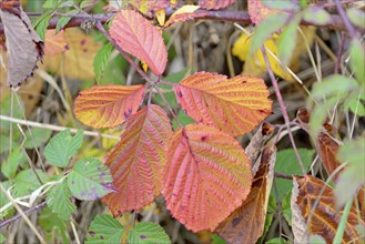 Blackberry (Rubus sect. Rubus), leaves with autumn colouring, Moselle, Rhineland-Palatinate,