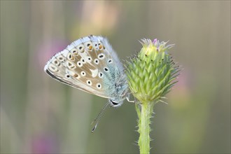 Silver-green blue (Lysandra coridon) Underside Other animals, Insects, Butterflies, Animals, Bad