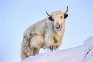 Domestic yak (Bos grunniens) on a snowy meadow in the mountains in tirol, Kitzbühel, Wildpark