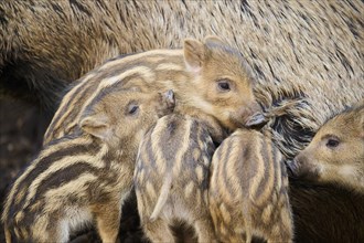 Wild boar (Sus scrofa) squeakers playing in a forest, Bavaria, Germany Europe