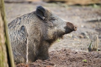 Wild boar (Sus scrofa) in a forest, portrait, Bavaria, Germany Europe