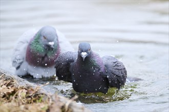 Feral pigeons (Columba livia domestica) taking a bath in the water at the shore of a little pont,