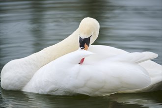 Mute swan (Cygnus olor) swimming in a lake, Bavaria, Germany Europe