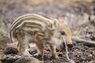 Wild boar (Sus scrofa) squeaker in a forest, Bavaria, Germany Europe