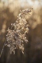 Common reed (Phragmites australis) seeds, detail, Upper Palatinate, Bavaria, Germany, Europe