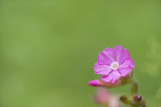 Close-up, Red campion (Silene dioica), Deister, Calenberger Bergland, Schaumburg, Hameln-Pyrmont,