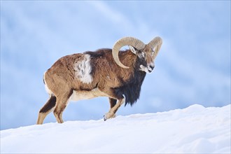 European mouflon (Ovis aries musimon) ram on a snowy meadow in the mountains in tirol, Kitzbühel,