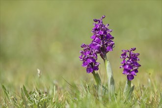 Green-winged orchid (Anacamptis morio), flowers in a nature reserve, Hesse, Germany, Europe