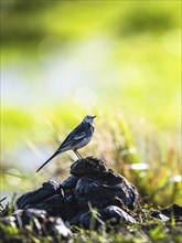 White Wagtail (Motacilla alba) bird in environment