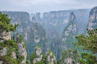 Famous tourist attraction of China, Zhangjiajie stone pillars cliff mountains in fog clouds at