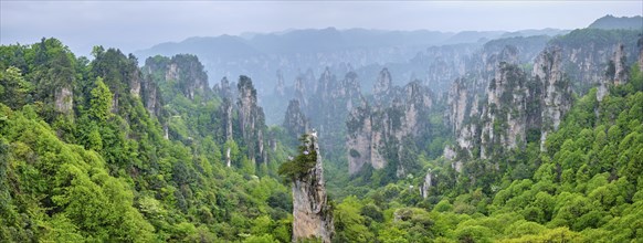 Famous tourist attraction of China, Panorama of Zhangjiajie stone pillars cliff mountains in fog