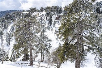 Snowy landscape in the Troodos Mountains in Trodoos, Cyprus, Europe