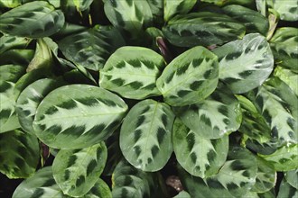 Top view of tropical 'Maranta Cristata Bicolor' house plants with leaves with unique dark and light